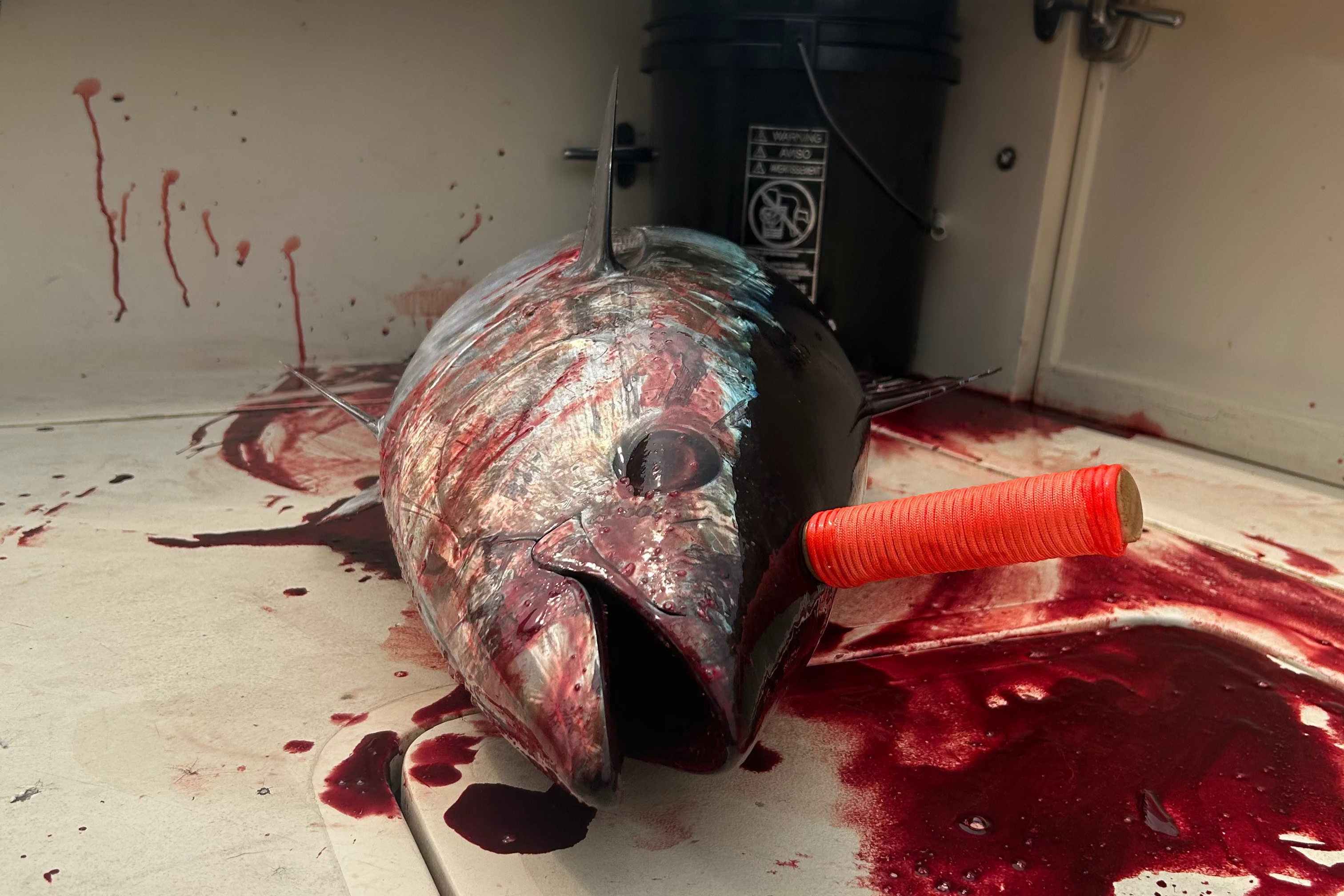 Tuna Spike in Action